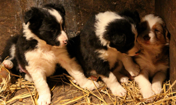 The three puppies, back home safe and sound.