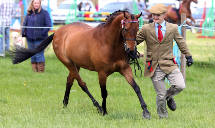 Charlie Cousins and Rhos Emilia; Supreme In Champions