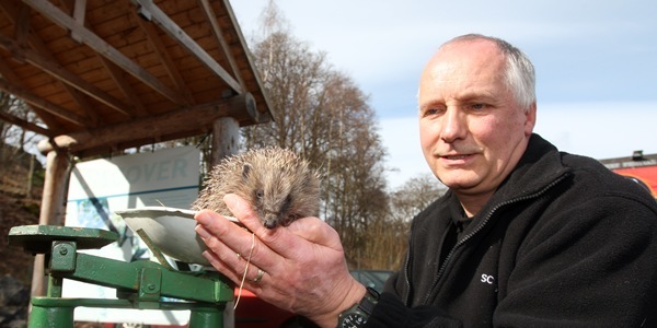 Pitlochry Theatre Explorers Garden, Pitlochry. Hedgehogs being released after dieting. Colin Seddon (Manager of SSPCA Wildlife Centre) with one of the hedgehogs.