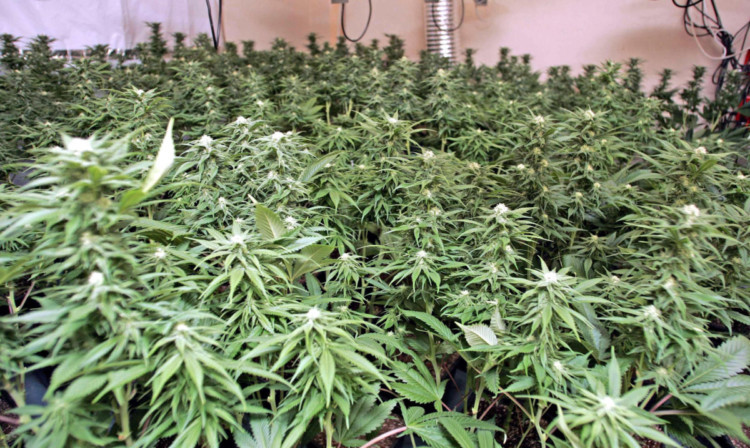 A cannabis factory was discovered by police in Auchtermuchty