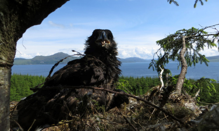 Last year, for the first time in almost 200 years, sea eagles bred successfully in east Scotland.