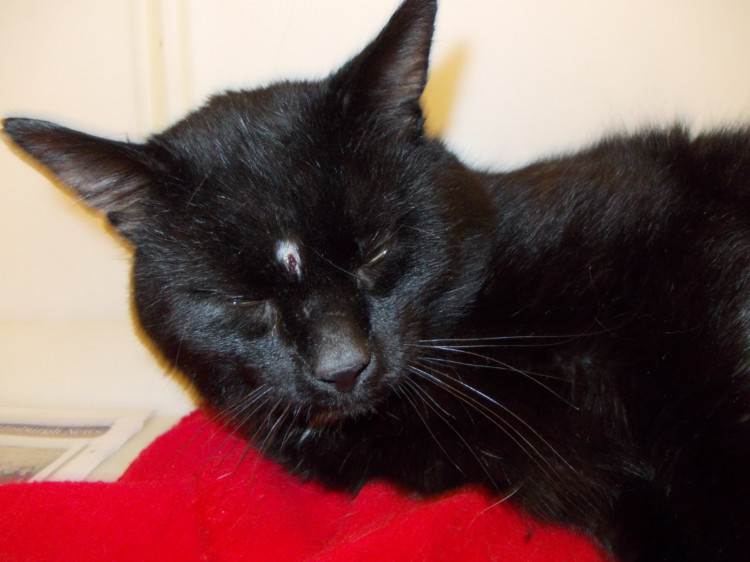 Blackie the cat was shot in Comrie.