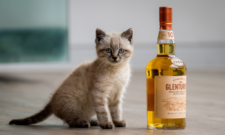 Peat, the new offical mouser at the Glenturret Distillery.