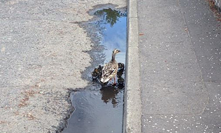 The ducks were spotted swimming frantically around a drain in Dundee.