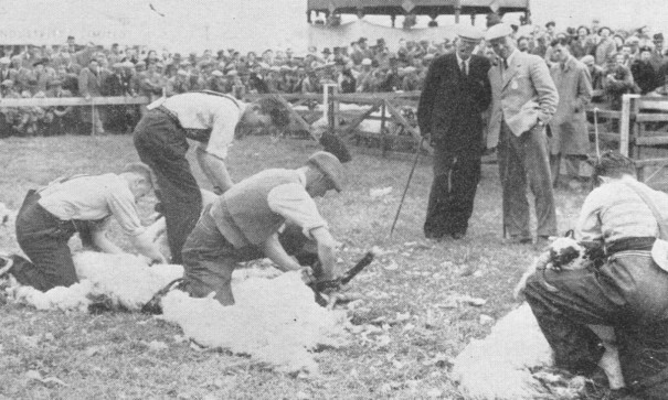 Sheep-shearing at the 1954 show