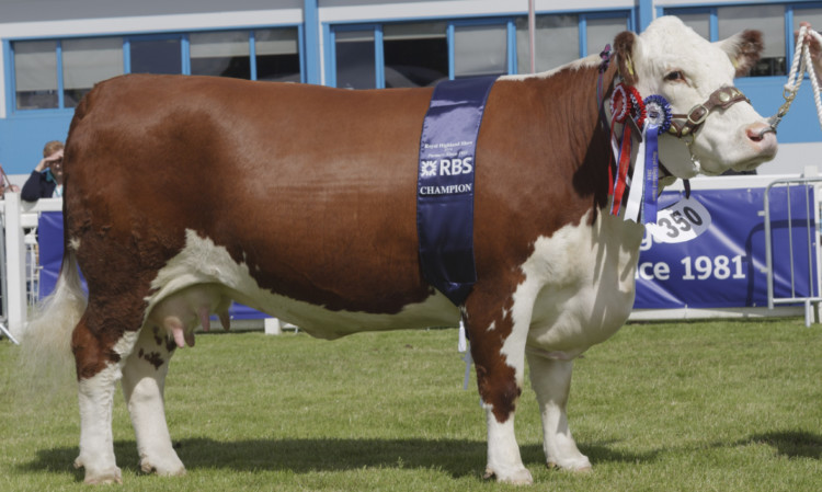 The Hereford champion from JM Cant & Partners.
