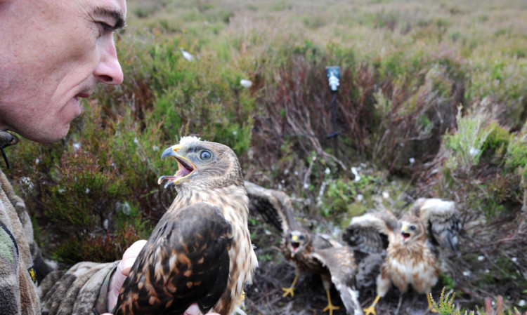 Bird expert Stephen Murphy holds a hen harrier chick fitted with a remote satellite receiver.