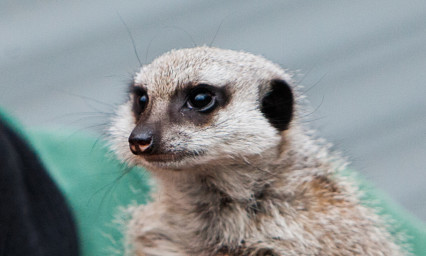 Amira the meerkat at the former Fife Animal Park, which has been criticised by a watchdog..