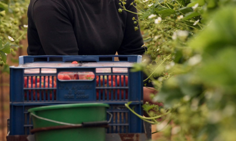 Berry picking in Tayside.