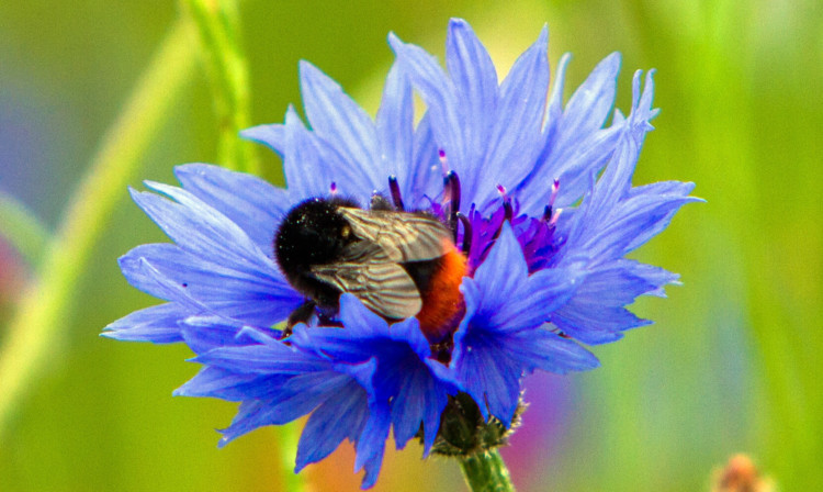 A bee samples one of the flowers.