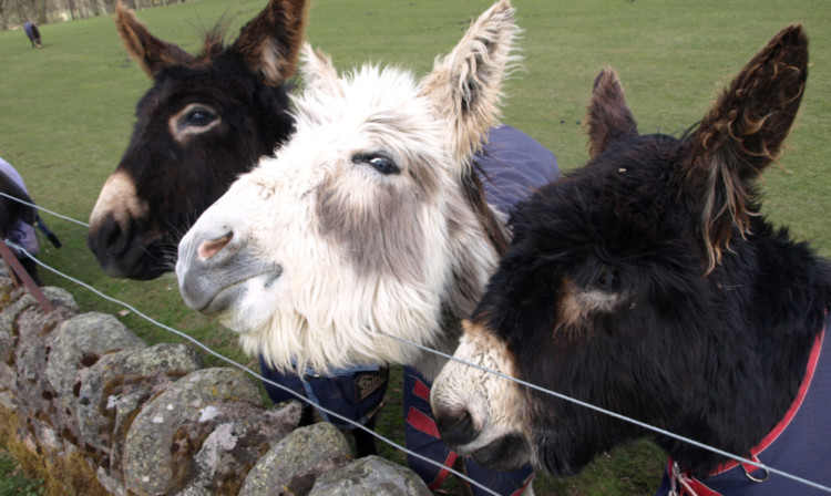 Some of the residents at Mountains Animal Sanctuary, which is to merge with Redwings Horse Sanctuary.