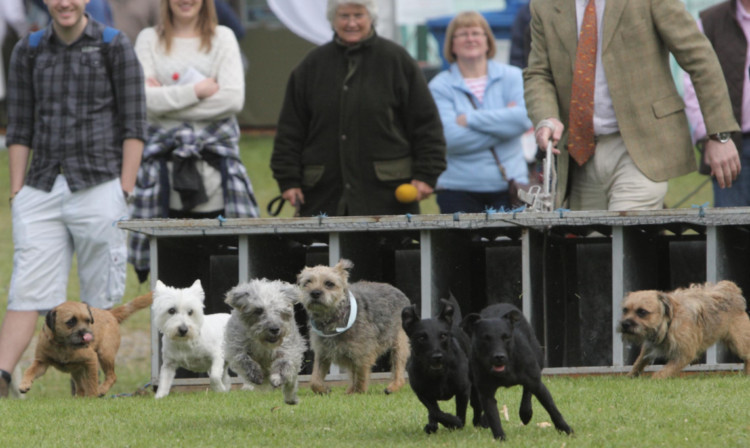 The terrier racing gets under way.