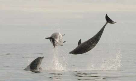 It has been a great summer for dolphins in the Tay, which have been seen to 'frolick, jump and dive'.