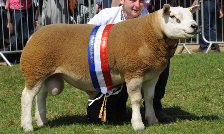 Boden & Davies Texel and interbreed sheep champion. Picture: Adrian Legge.