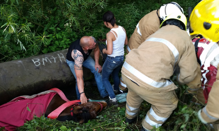 Spencer being rescued from under a sewage pipe near Thornton.