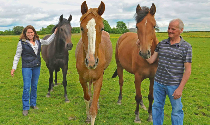 Mary and John Turnbull with three of their two years old foals (l to r) Ashton Highness (by Grand Prix Showjumper, Quality Time; out of Aston Duchess, half sister to Whisky Mac: Ashton Honey Rose by Zambesi out of Calvados Rose: Ashton Holly by Grand Prix Showjumper Verdi, out of Pomina: