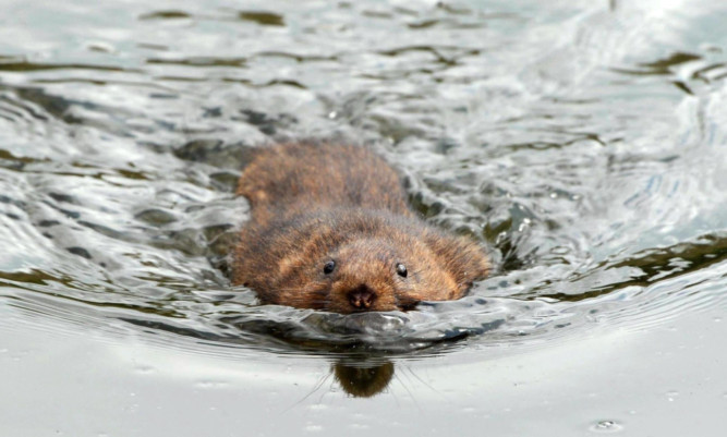 Water voles have become a rare sight in Perthshire.
