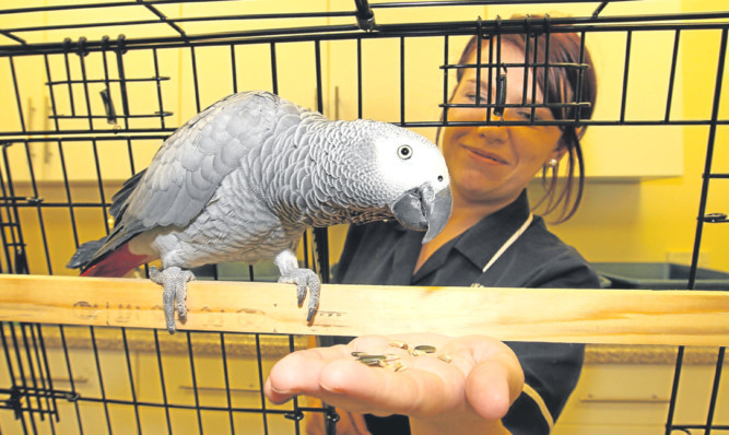 The African grey parrot is being looked after by Becca Cunningham.