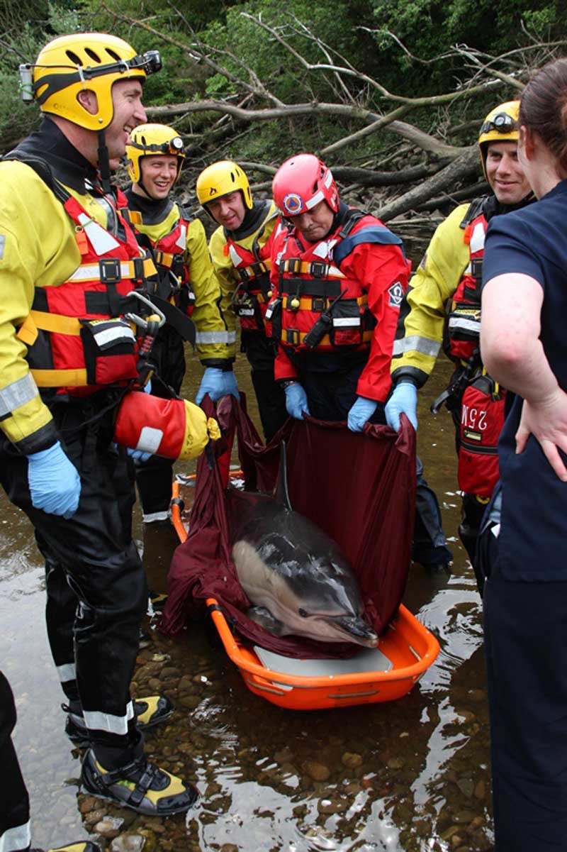 Steve MacDougall, Courier, Tay River, by Moncrieffe Island, Perth. Rescue of a wayward Porpoise. Pictured, Tayside Fire & Rescue (Perth Blue Watch) transport the Porpoise.