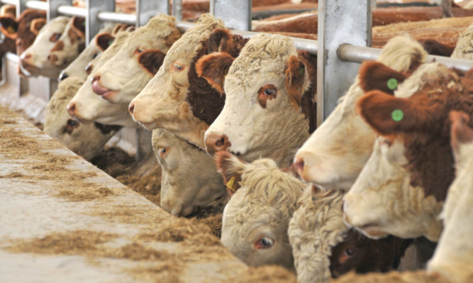 As availability begins to tighten, the cattle trade has steadied over the past two weeks.