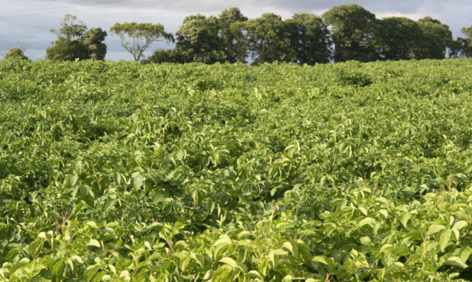 Potatoes and glyphosate do not mix.