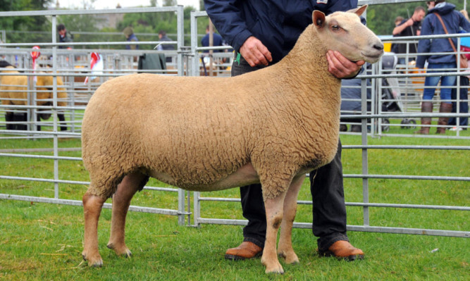 The Charollais champion from R & M Paterson, Dunblane