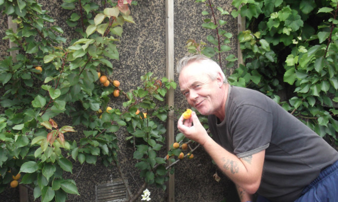 Fruitful venture: Rab Thomson has defied experts by growing a bumper crop of apricots.