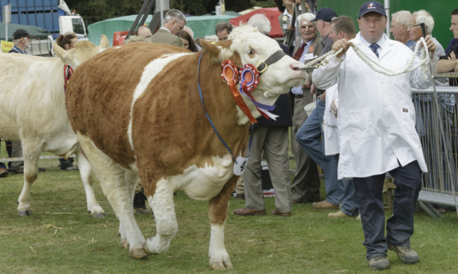 Beef cattle on parade at Turriff Show.