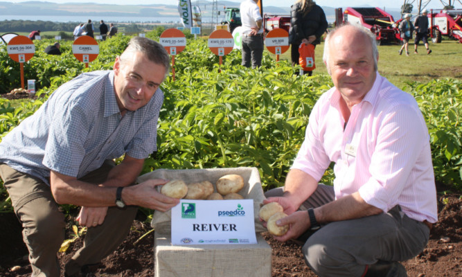 From left: Glenn Bryan and Finlay Dale with Reiver variety at Potatoes in Practice.