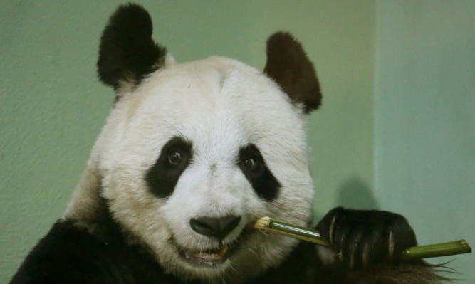 Tian Tian.