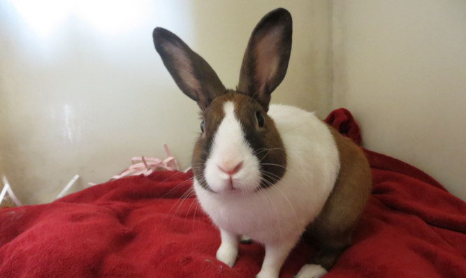 Robbie is one of many rabbits looking to be rehomed.