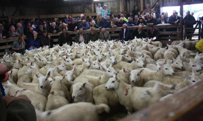 The Lairg ring full to capacity with top quality North Country Cheviot lambs.