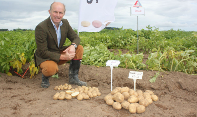 Archie Gibson with a sample of new variety Volare.