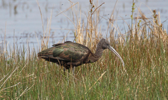 The bird at Loch Leven.