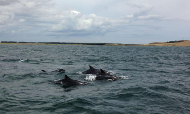 The dolphins move in alongside the RNLI lifeboat.
