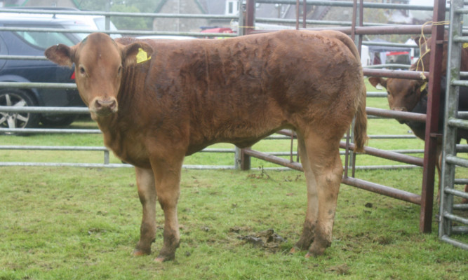 The cattle champion from McDiarmid Bros, Ben Lawers.