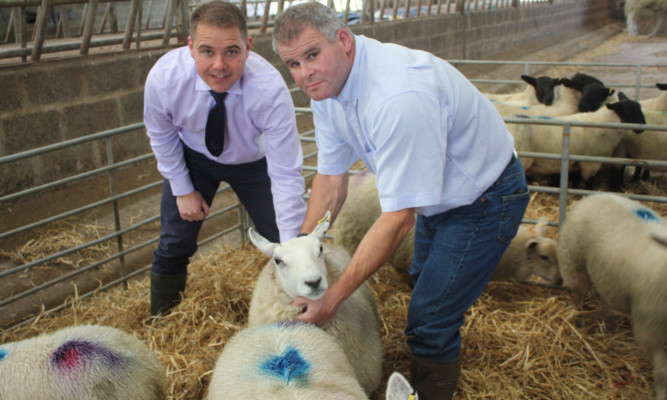 Raymond Crerar and Bryan Robb handling lambs.