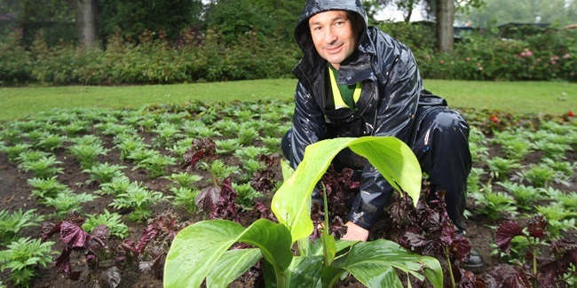 Kris Miller, Courier, 21/06/11. Picture today at Riverside Park, Glenrothes. Plants which were stolen from the park were recovered by police during a drug raid recently. Pic shows Michael Tasker (Chargehand Gardner, Fife Council) replanting some of the stolen plants.