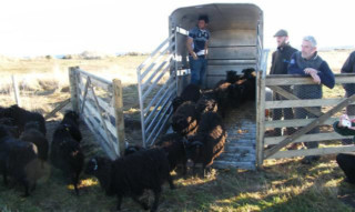 Rob Deweys rare-breed Hebridean sheep return to help manage the grass at Outhead.