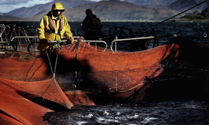 Rich harvest: the worlds largest seafood firm aims to increase UK retail sales with the help of a Fife fish-processing facility acquired this year.