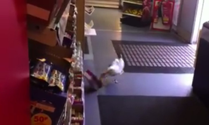 Caught in the act: Steven Seagull snatches a treat from the shelves.