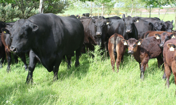 A reduction in calf registrations early last year may result in a tightening of supply over the next six months.