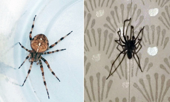 These images of unwanted house visitors were sent in by Courier readers Susan Cooper, left, and Yvonne Webster.