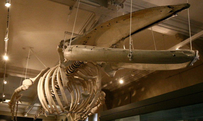 The Tay Whale on display in the McManus Gallery.