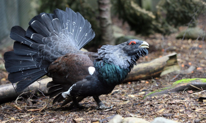 The capercaillie.