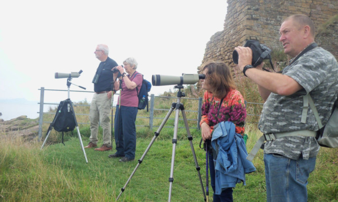 Watch the skies: seabird watching at Seafield proved popular.
