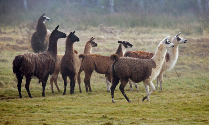 A herd of llamas.
