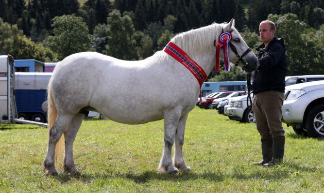 Oliviette of Whitefield, the champion In-Hand Highland Pony