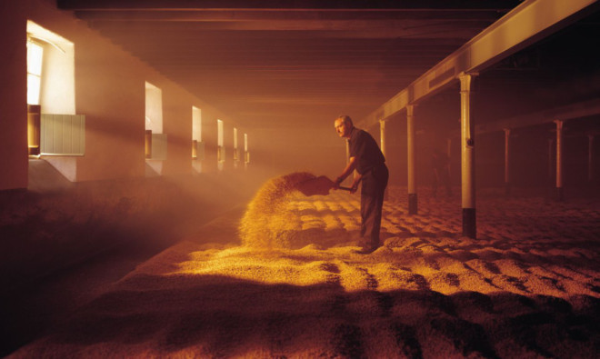 Malt being turned at Balvenie Distillery.