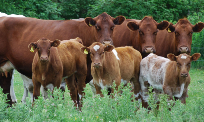 Shorthorn cows and calves on the Home Farm at Dumfries House. Morrisons seeks more Beef Shorthorn sired cattle to meet demand for its Traditional Beef Scheme.